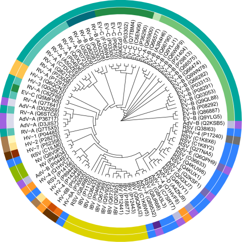 Phylogenetic tree of 94 viral strains corresponding to 153 viral peptides that are beneficial virus-related antigens. Colors in the circles indicate different virus classifications at the species (inner circle) and genus (outer circle) level.